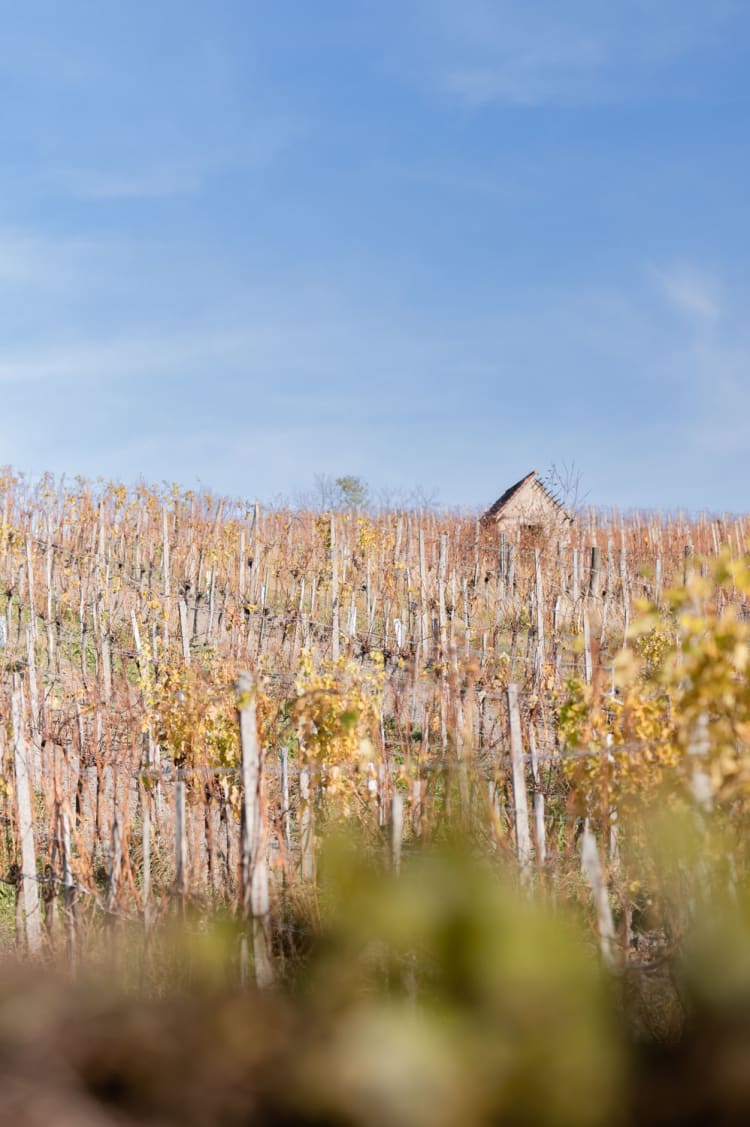 Hütte in den Weinbergen, Weinwandern in Nussberg