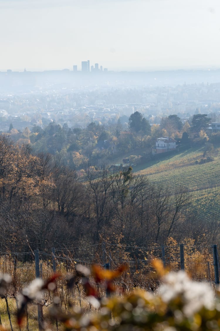 Weinwandern am Nussberg mit Blick auf Wien, Herbstlaub