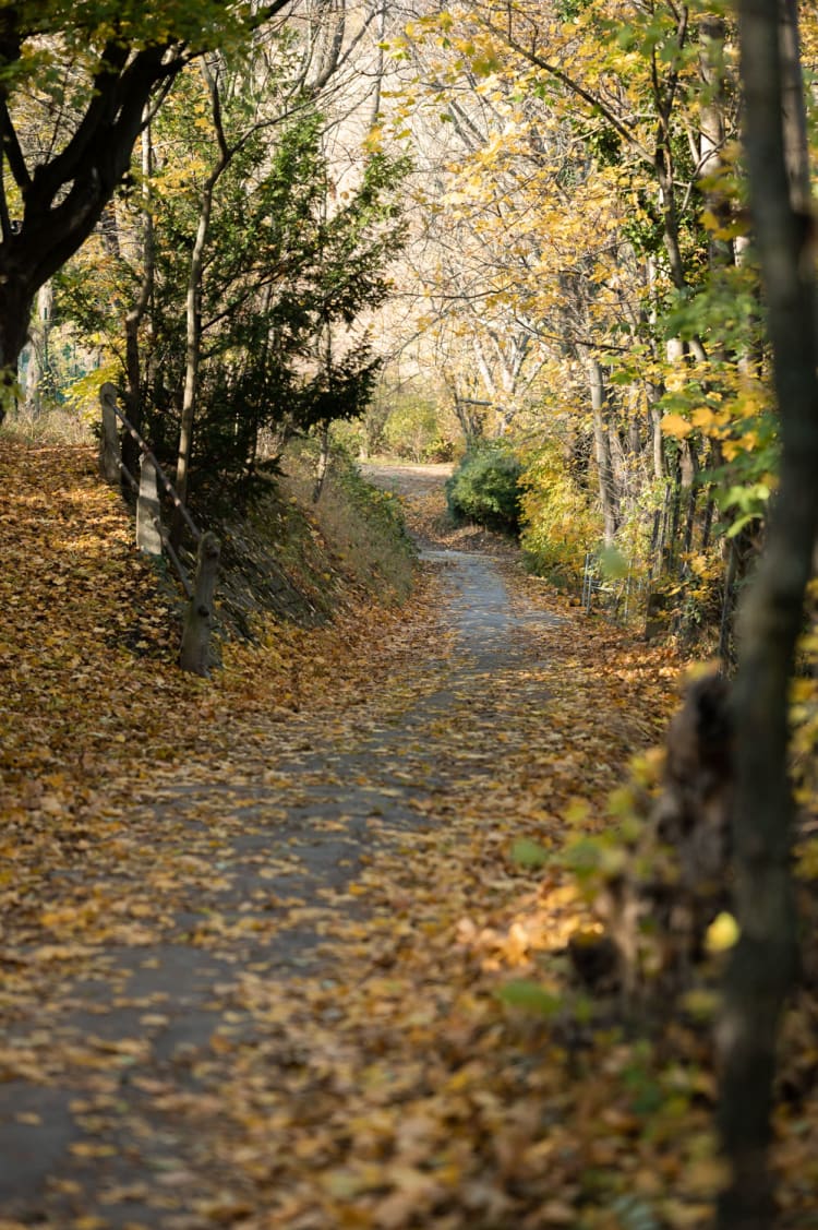 Weinwanderweg am Nussberg, Stück durch den Wald im Herbst