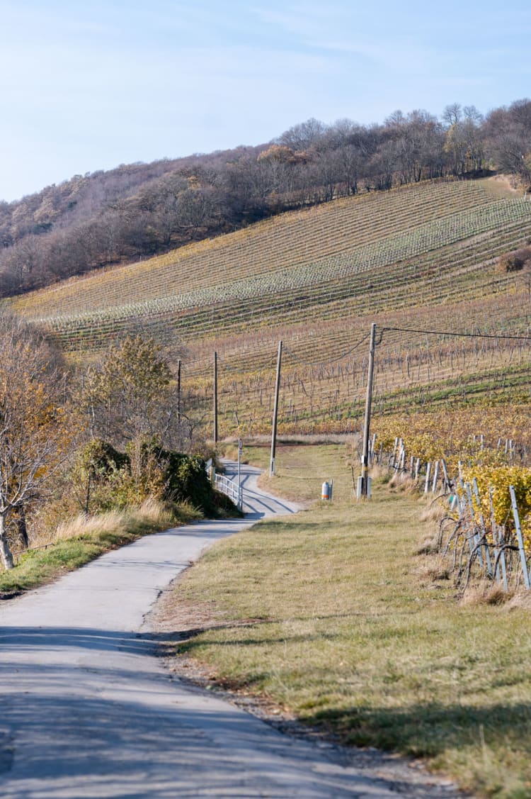 Blick auf den Weg am Nussberg, Weinwandern in Wien