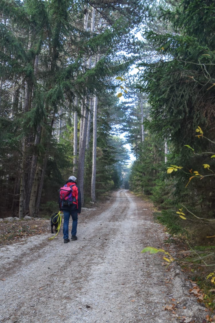 Mann mit Hund im Wald beim Wandern am Dürrnberg bei Würflach