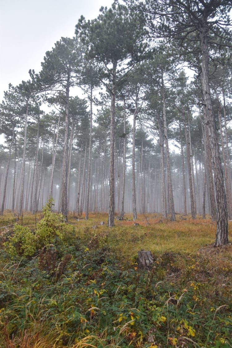 Wanderung auf den Dürrnberg bei Würflach, Nebelwald