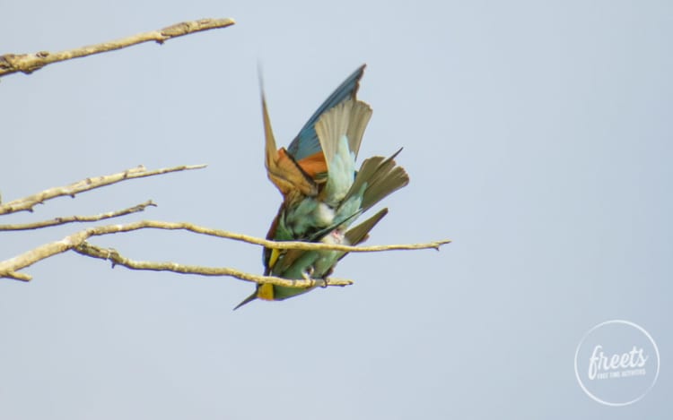 Bienenfresser Nahaufnahme