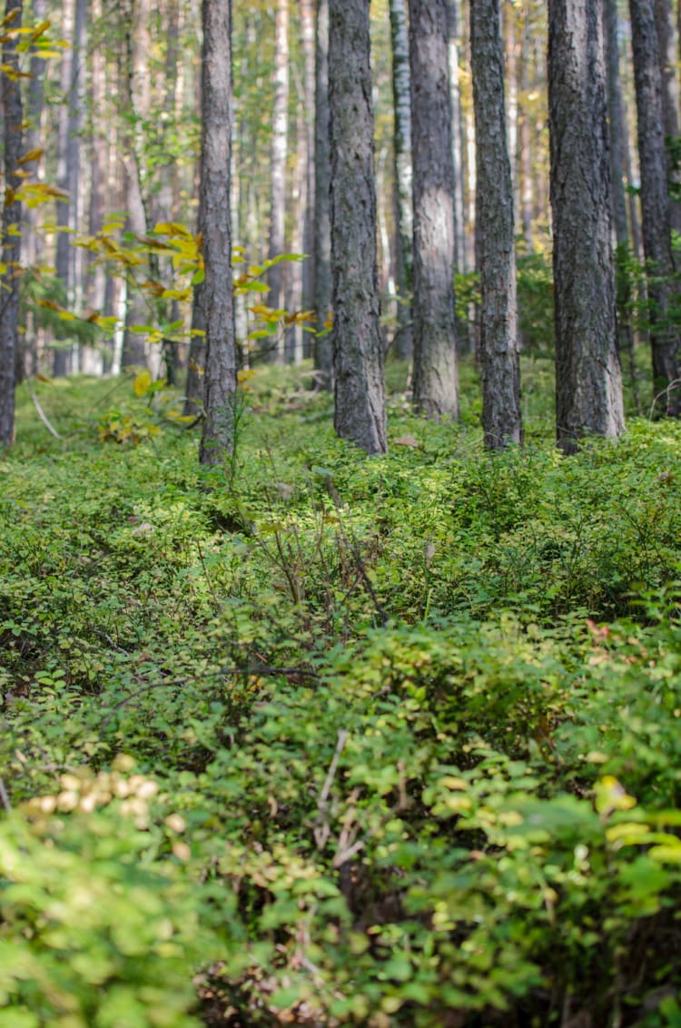 Wald am Rundweg auf der Wiese in Prigglitz, Heidelbeersträucher und Baumstämme