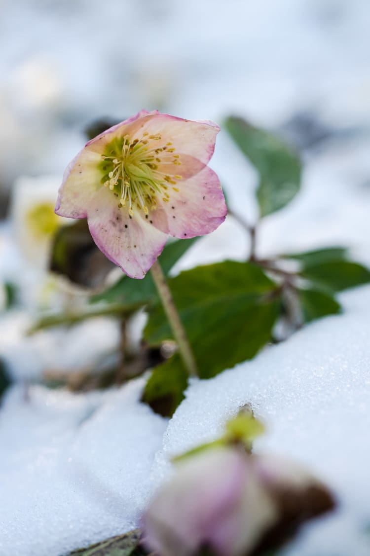 Schneerose Detail Blüte