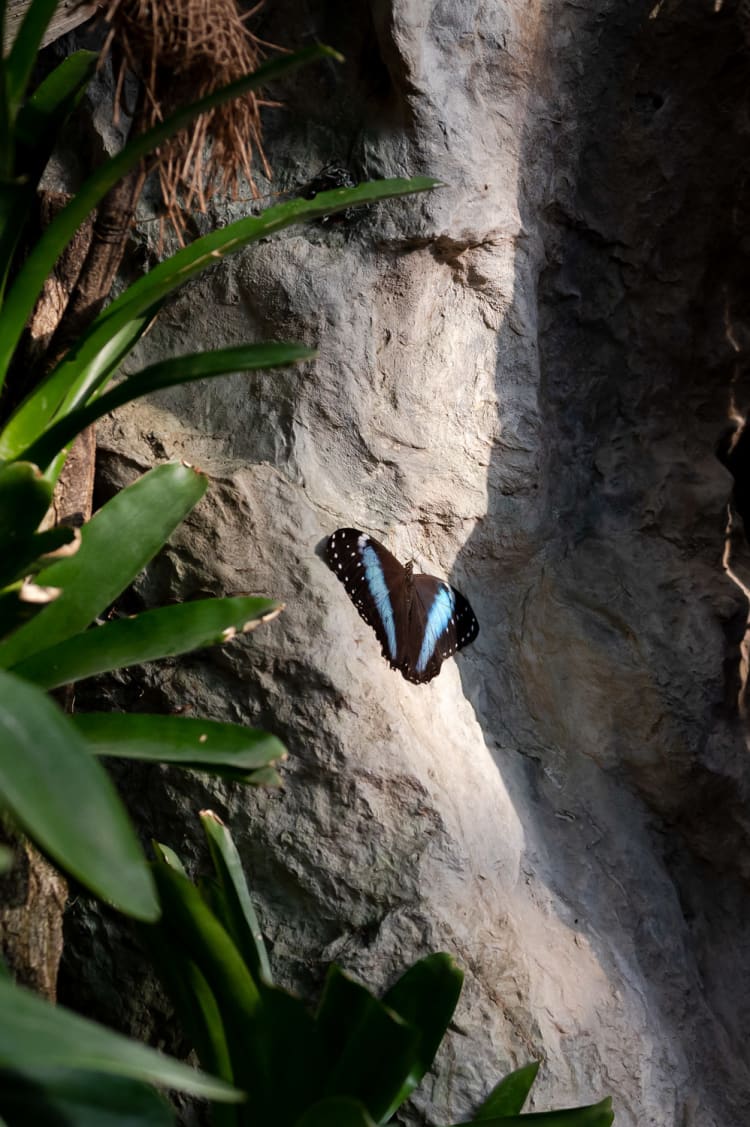 Schmetterling auf Felswand im Schmetterlingshaus Wien