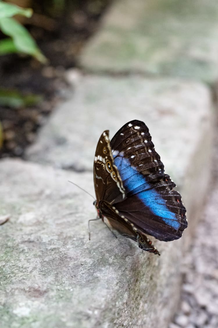 Schmetterling im Schmetterlingshaus Wien