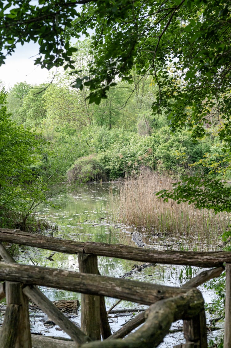 Teich im wilden Eck auf der Schlossinsel, schlossORTH