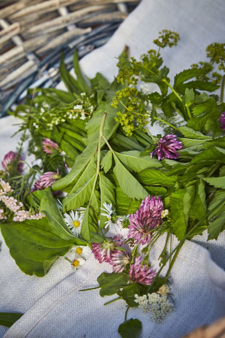 gesammelte Kräuter, Reiteralm