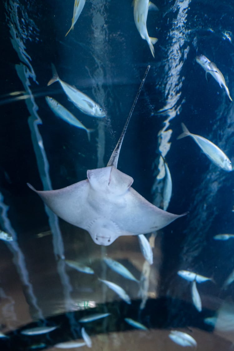 Rochen im Haus des Meeres im Atlantiktunnel