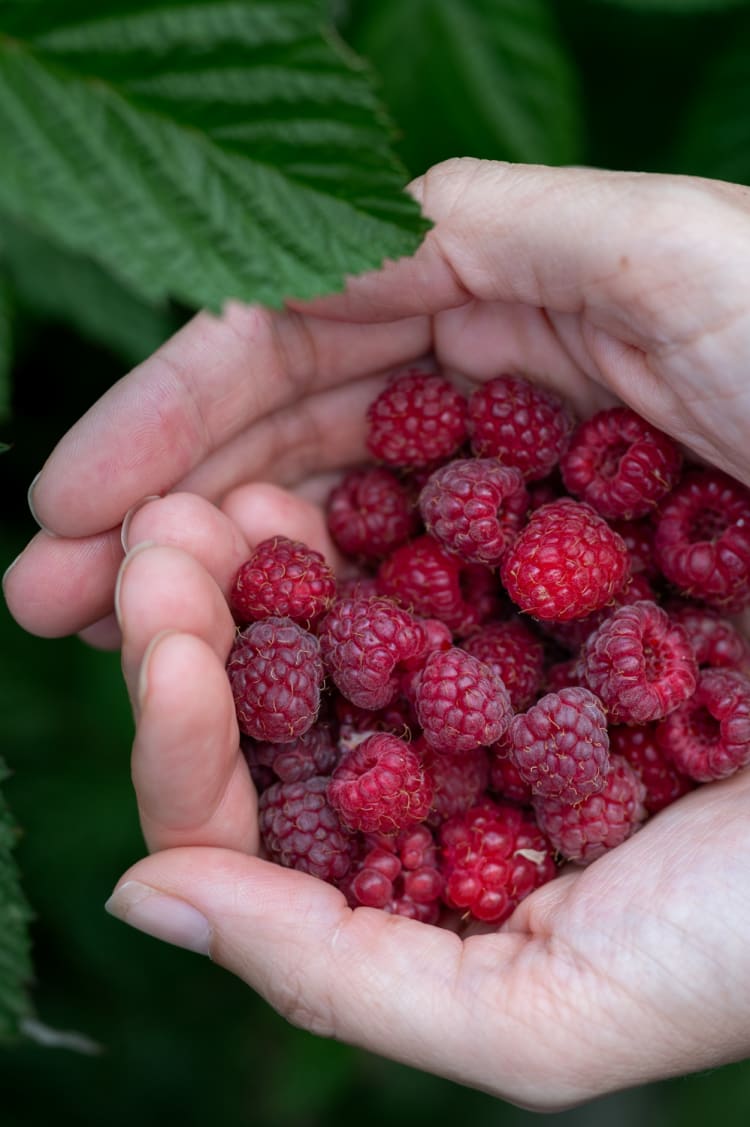 Himbeeren in einer Hand