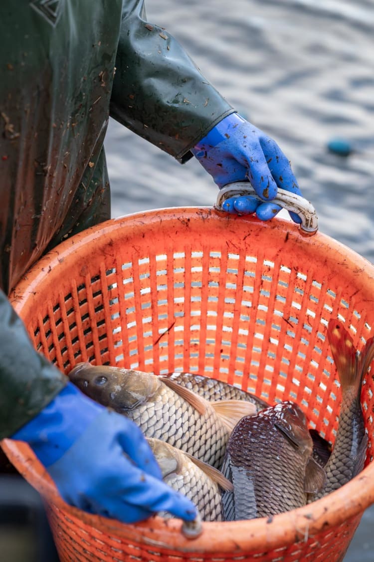 Korb mit Karpfen am Abfischfest am Bruneiteich in Heidenreichstein