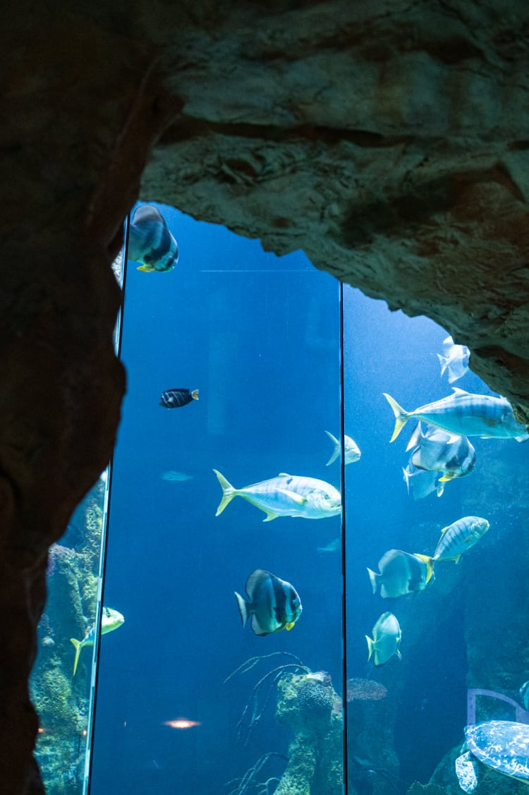 Fische im Haus des Meeres Wien