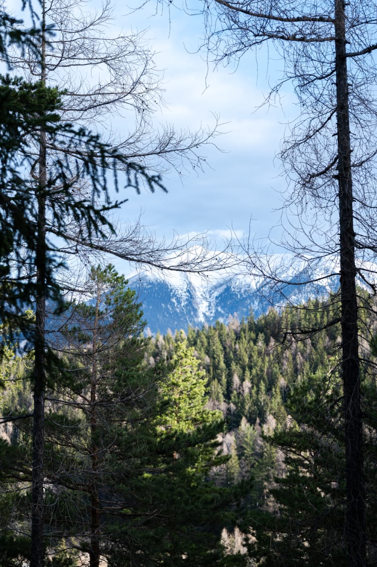 Blick auf Schneeberg zwischen Waldbäumen am Weg zur Luckerten Wand bei Breitenstein