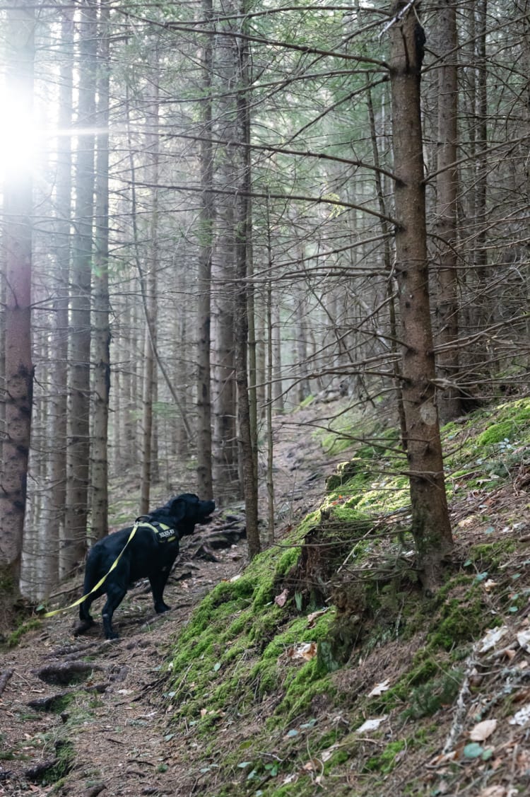 Hund am Wanderweg zur Luckerten Wand im Wald