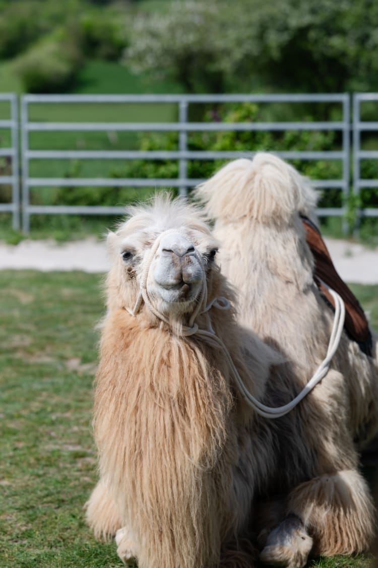 Kamel auf der Kamelfarm Würflach