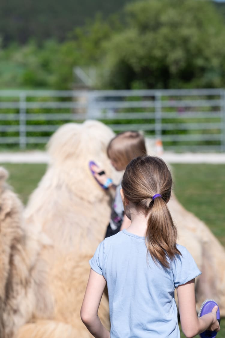 Kinder striegeln ein Kamel, Würflach