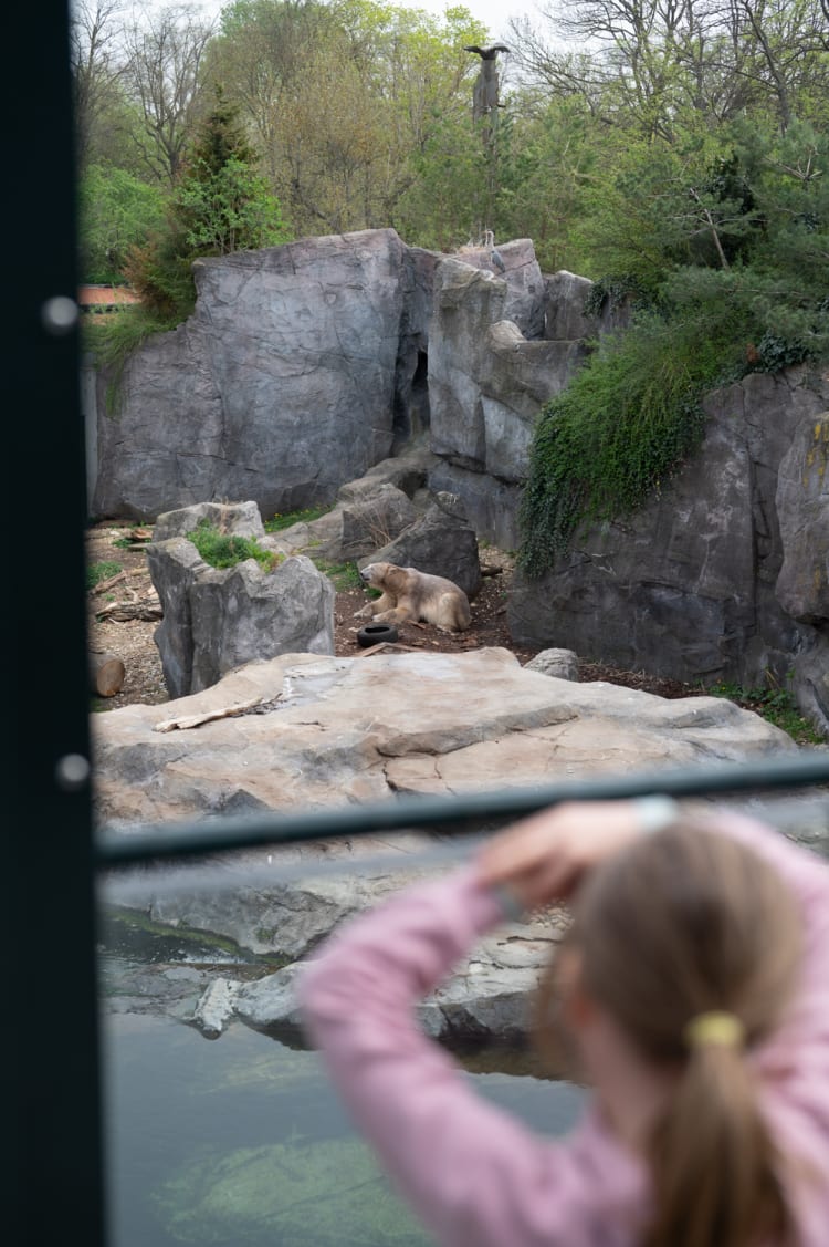 Eisbär im Zoo Schönbrunn