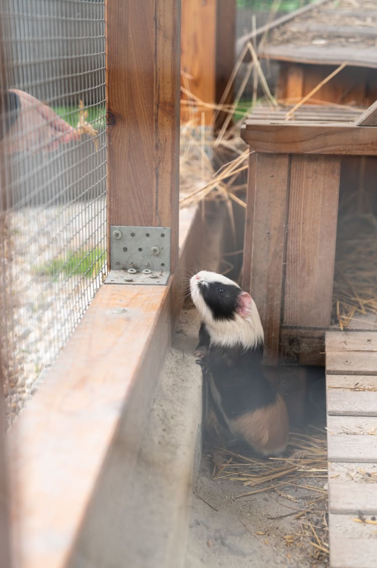 Meerschweinchen, Vila Vita Pannonia