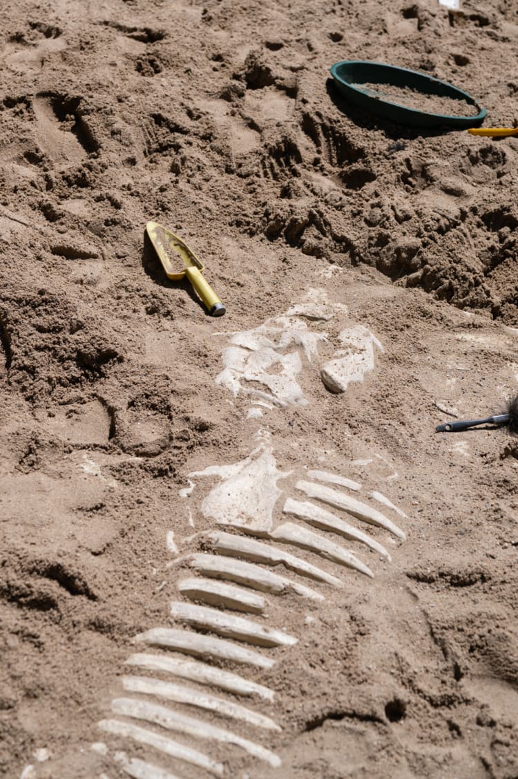 Skelett ausgraben, Fossilienwelt Weinviertel