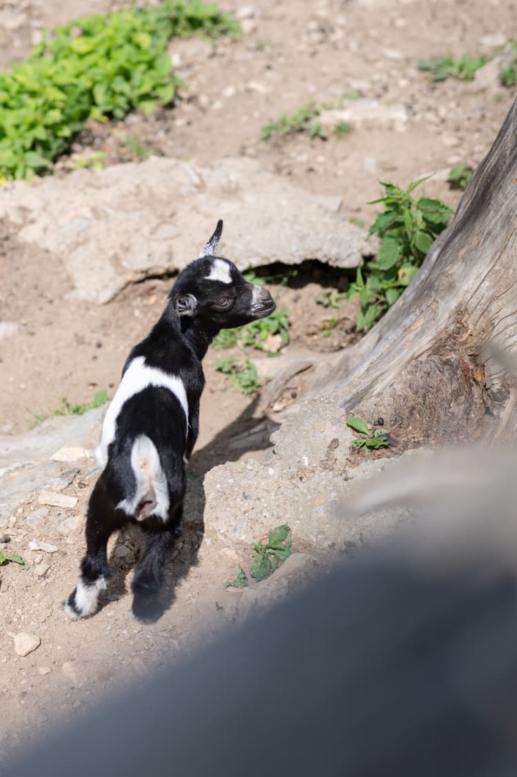 Babyziege im Waldpark Hochreiter