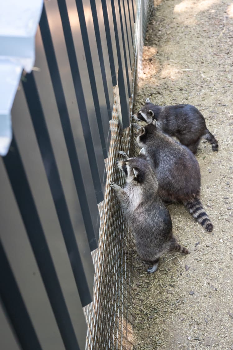 Waschbären im Waldpark Hochreiter