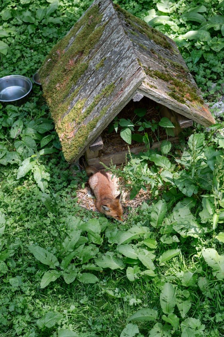 Kleiner Fuchs im Waldpark Hochreiter