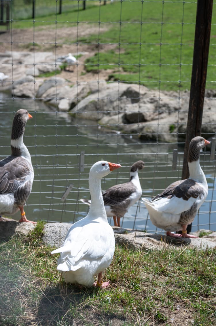 Gänse im Wildpark Hochrieß