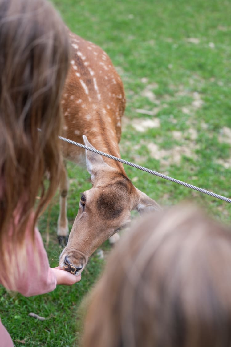 Sika Wild im Wildpark Hochrieß