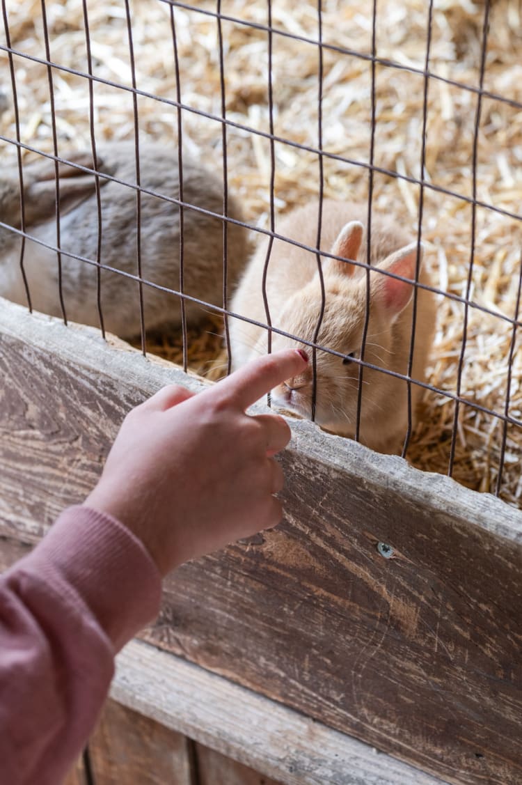 Hasen im Wildpark Hochrieß