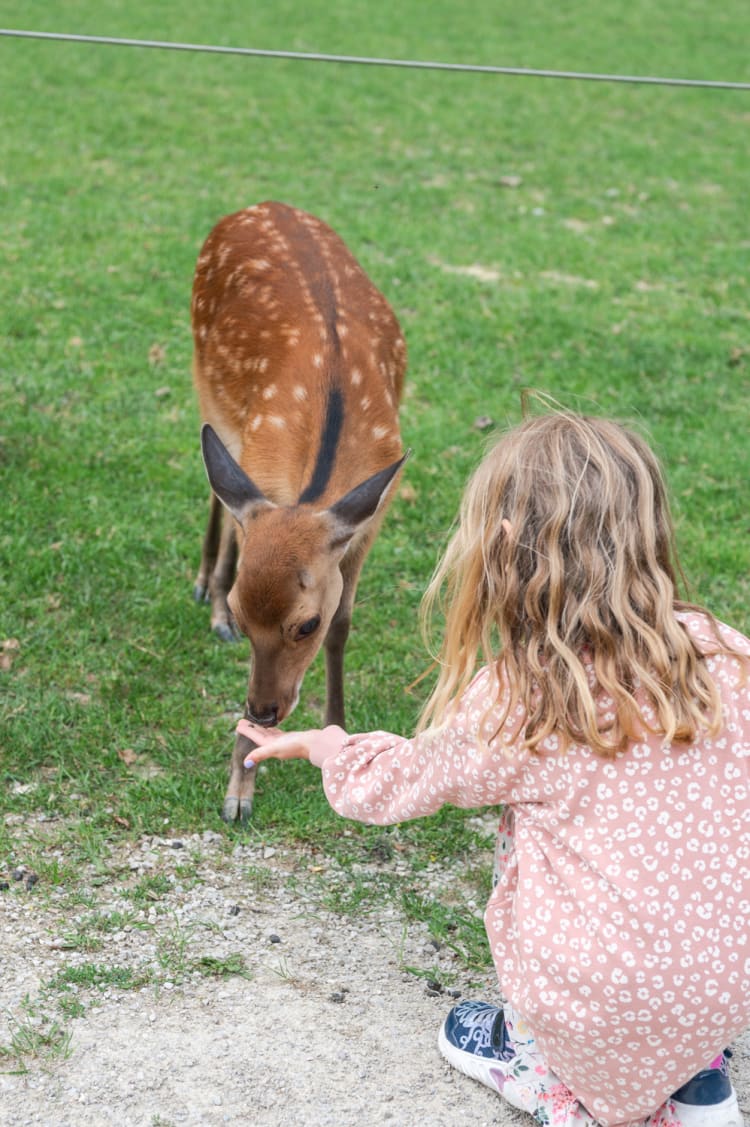 kleines Sika-Wild im Wildpark Hochrieß wird gefüttert