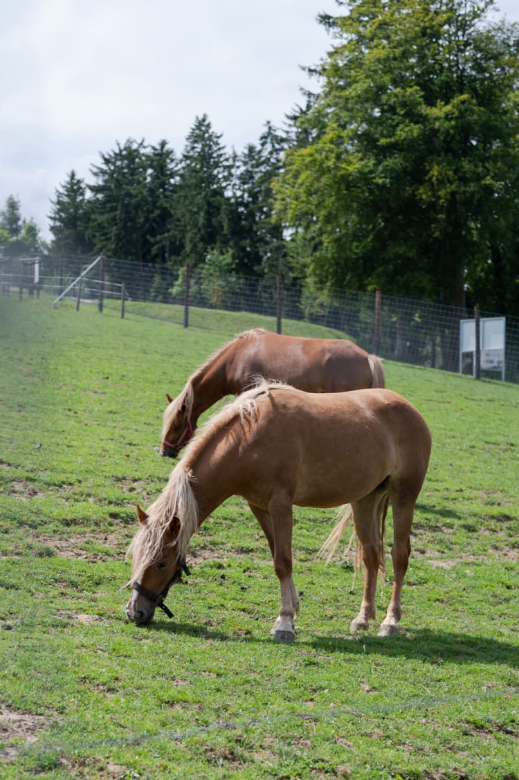 Pferde im Wildpark Hochrieß