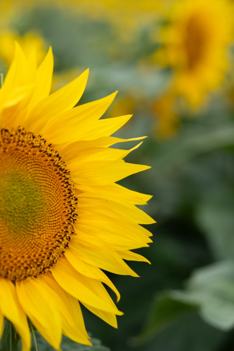 Detail Sonnenblume