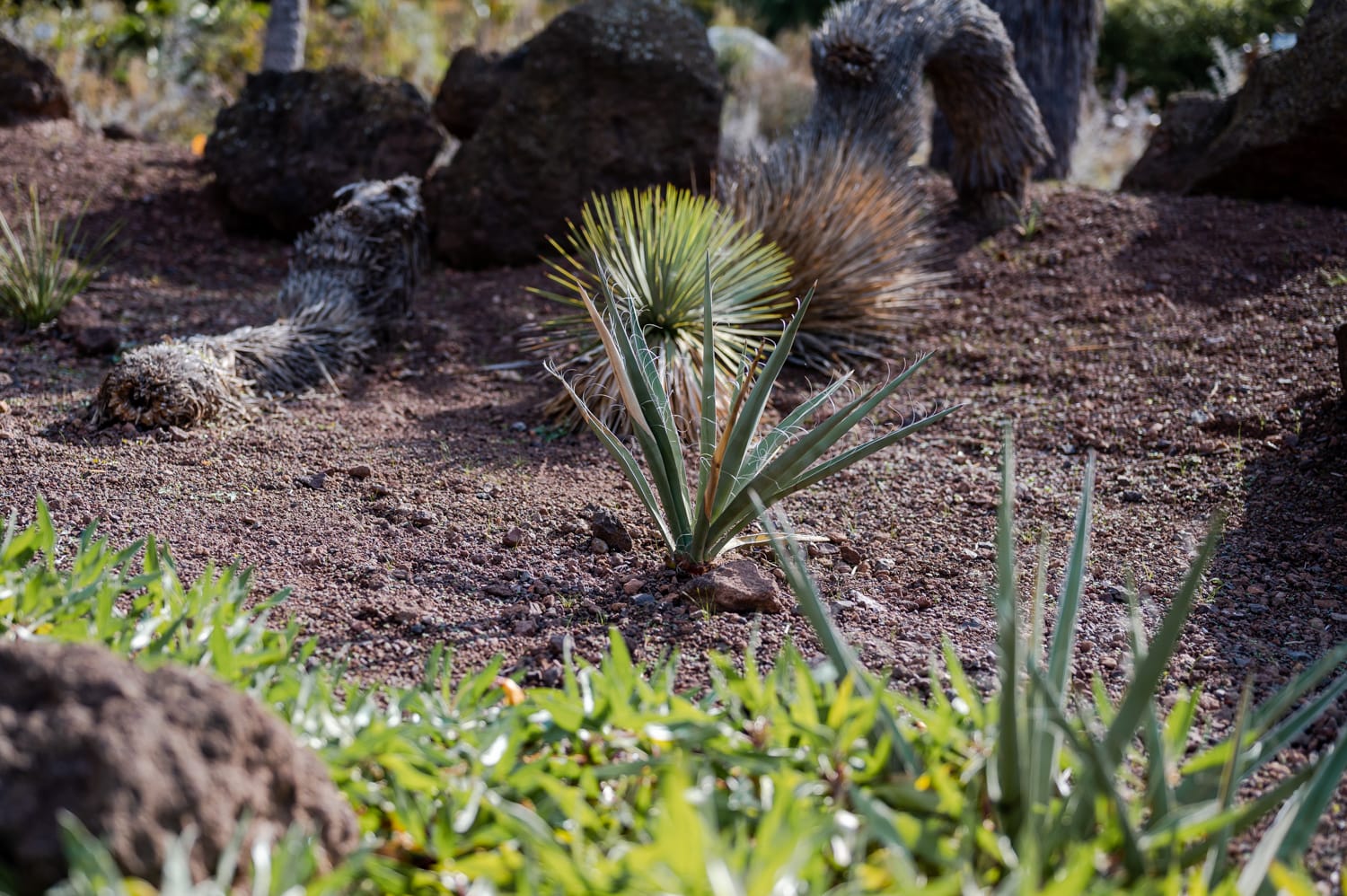 Mexikanischer Garten in den Blumengärten Hirschstetten