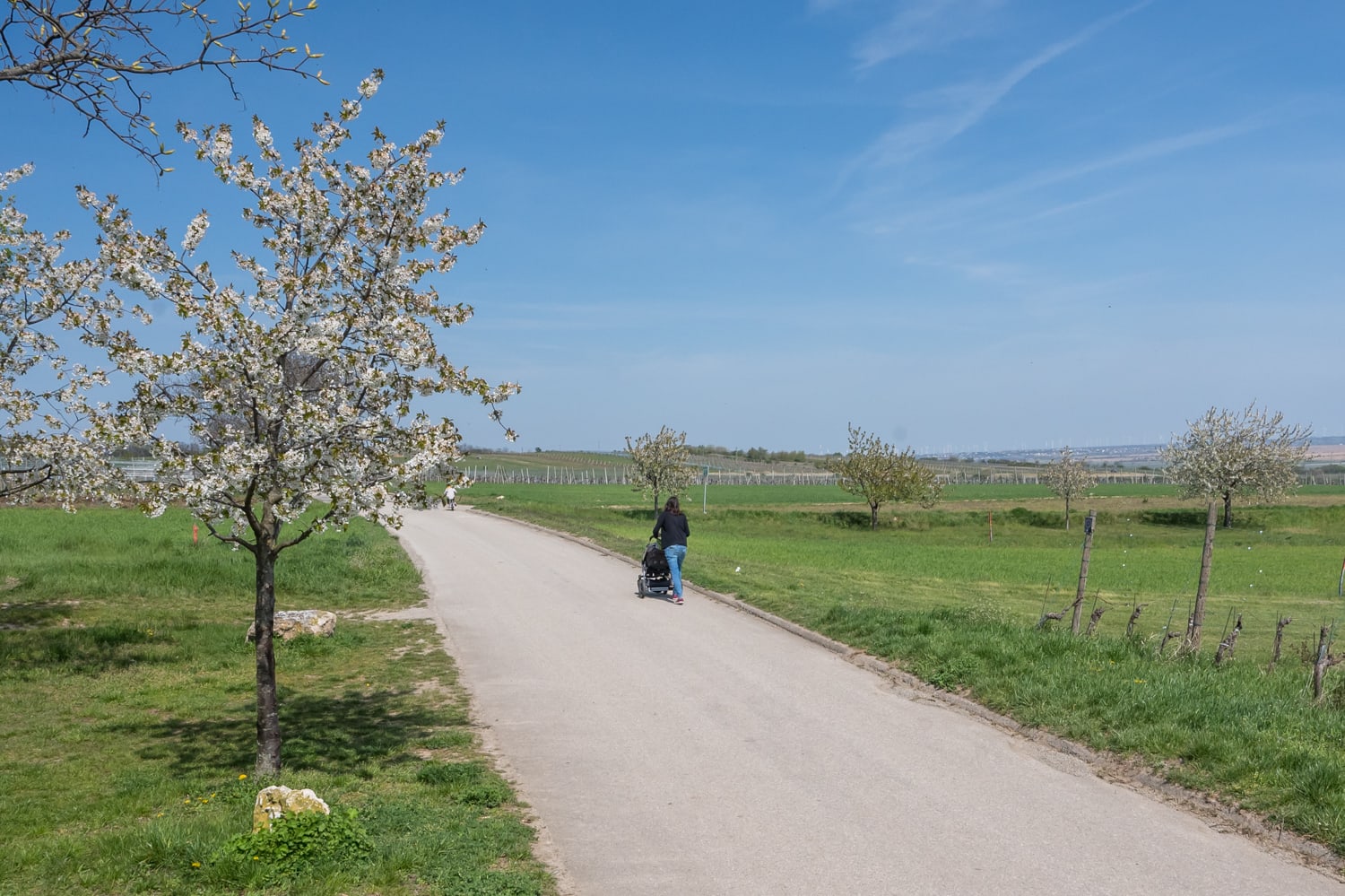 Kirschblütenradweg Neusiedlersee