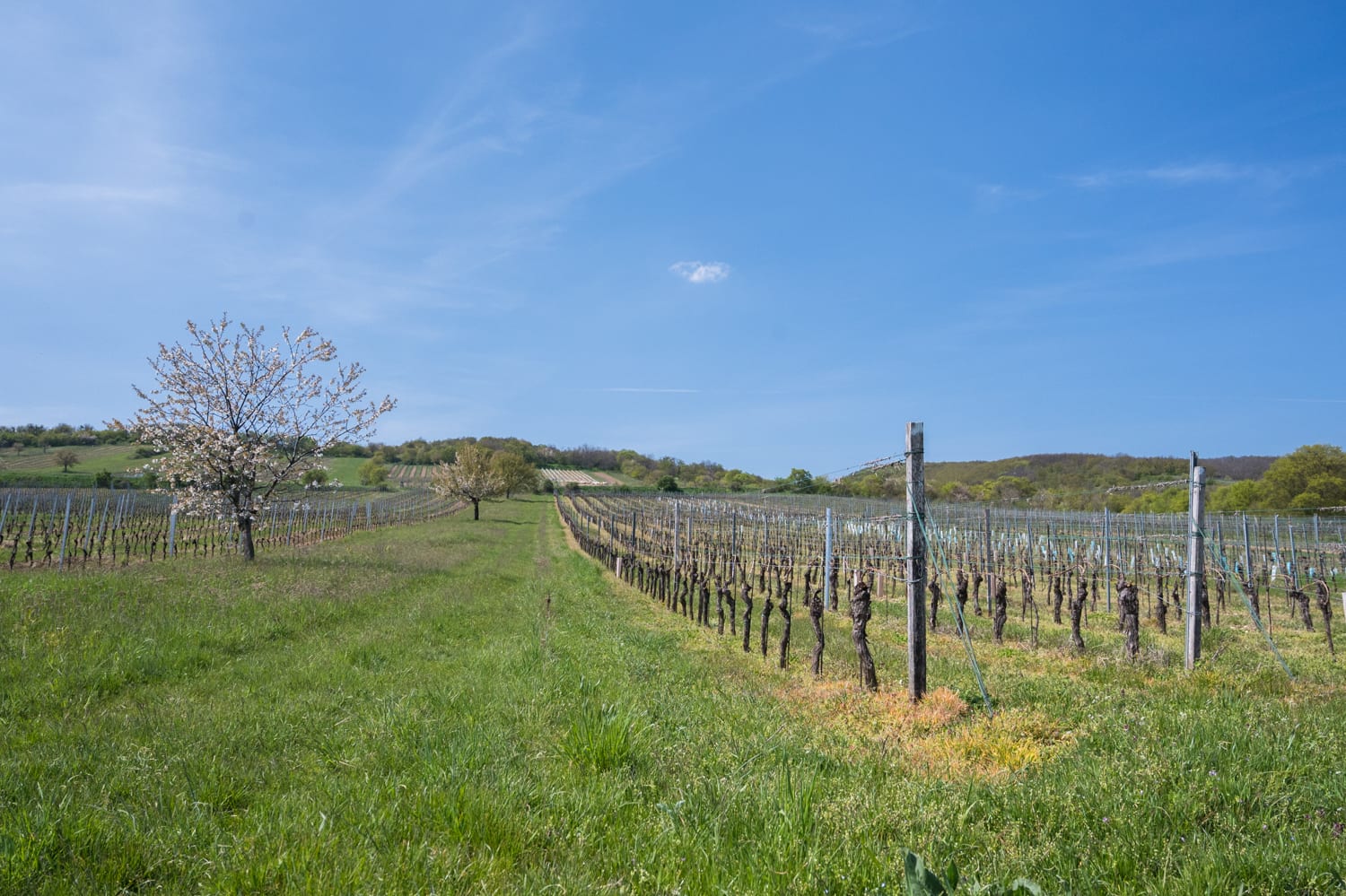 Kirschblütenradweg Donnerskirchen