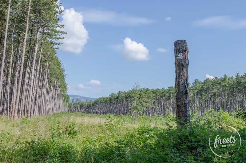 Föhrenwald Laufstrecke, Wald mit Beschilderung