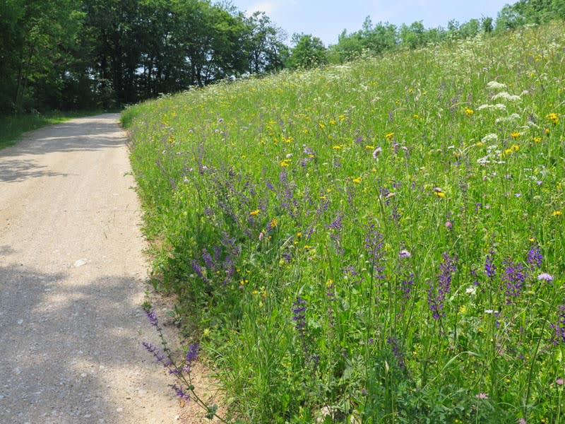 Blumenwiese am direkten Weg zum Peilsteinhaus mit Kinderwagen