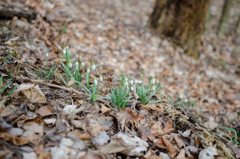 Schneeglöckchen am Leitn Weg zwischen Thernberg und Scheiblingkirchen