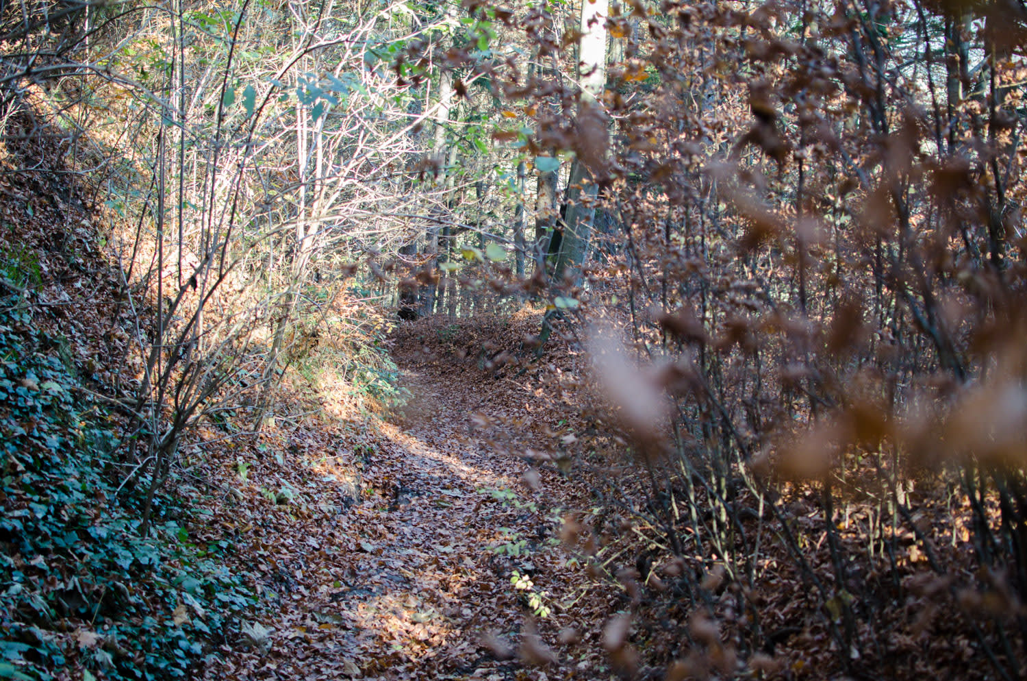 Herbstwald bei Schrattenbach am Weg zur Ruine