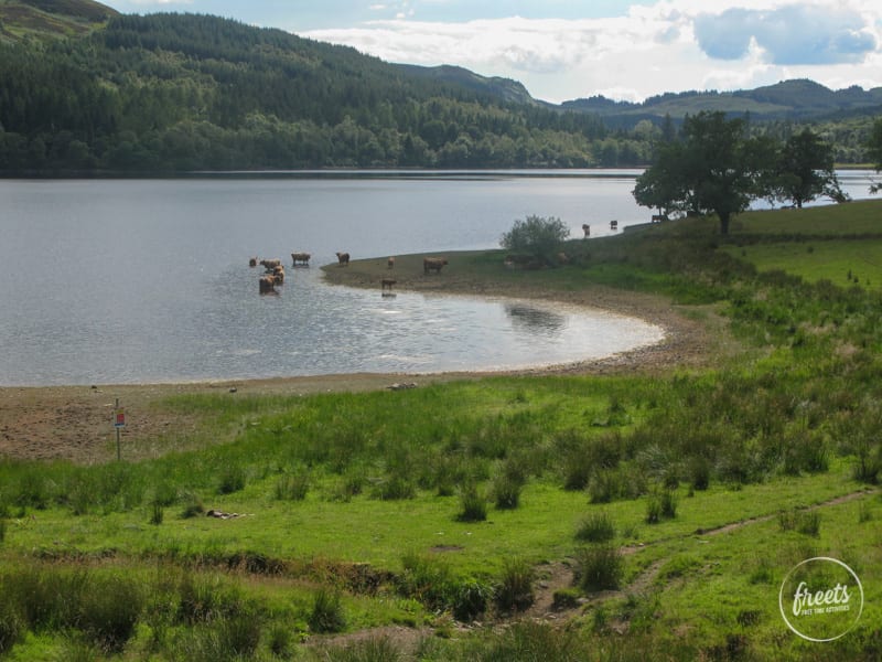 Highland-Rinder im See, Schottland, Loch Lomond & The Trossachs National Park