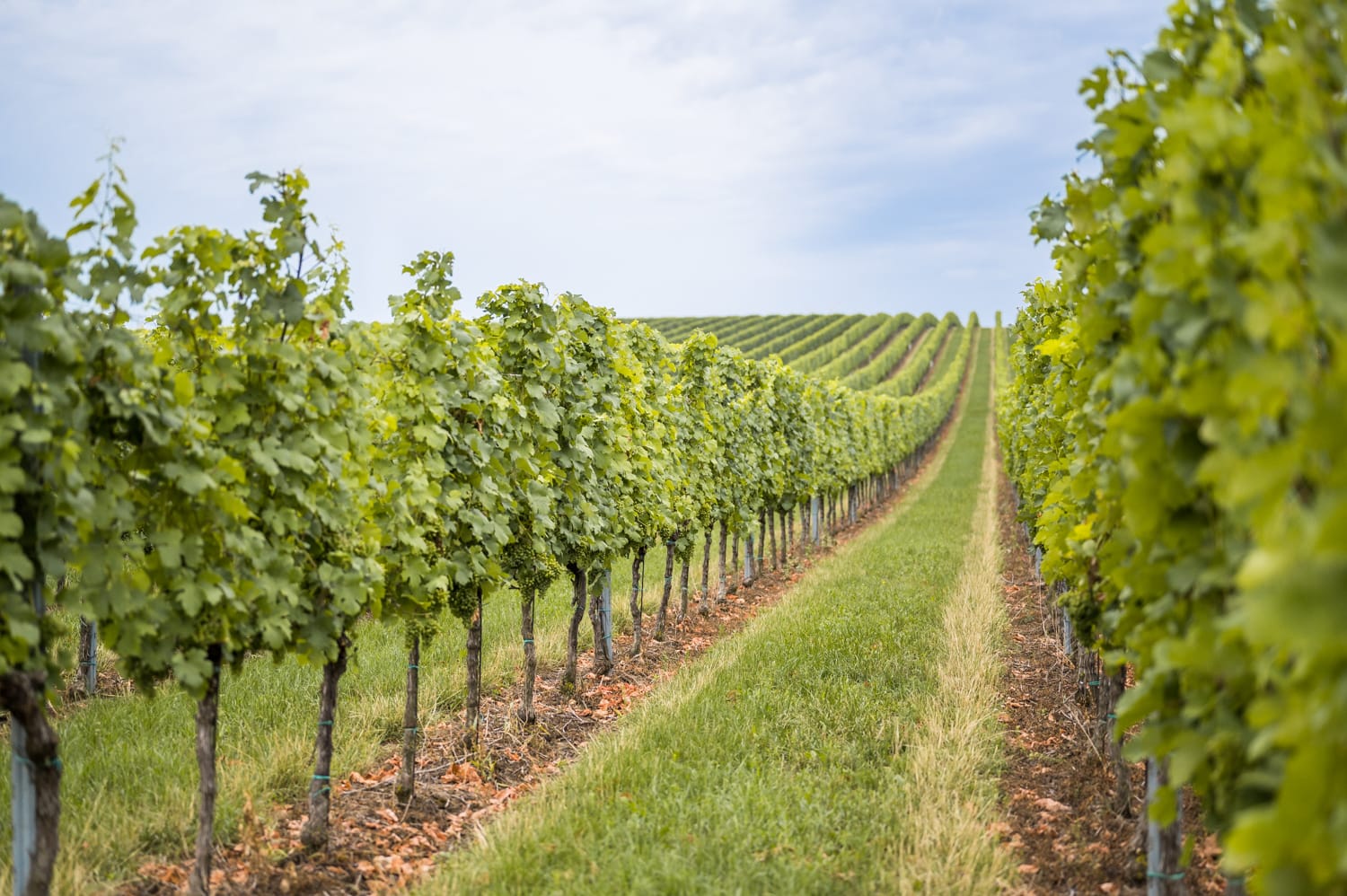 Weinberge bei Göttlesbrunn