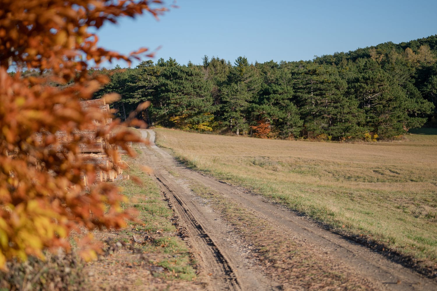 Weg im Herbst am Zweier Wald, Rundwanderweg