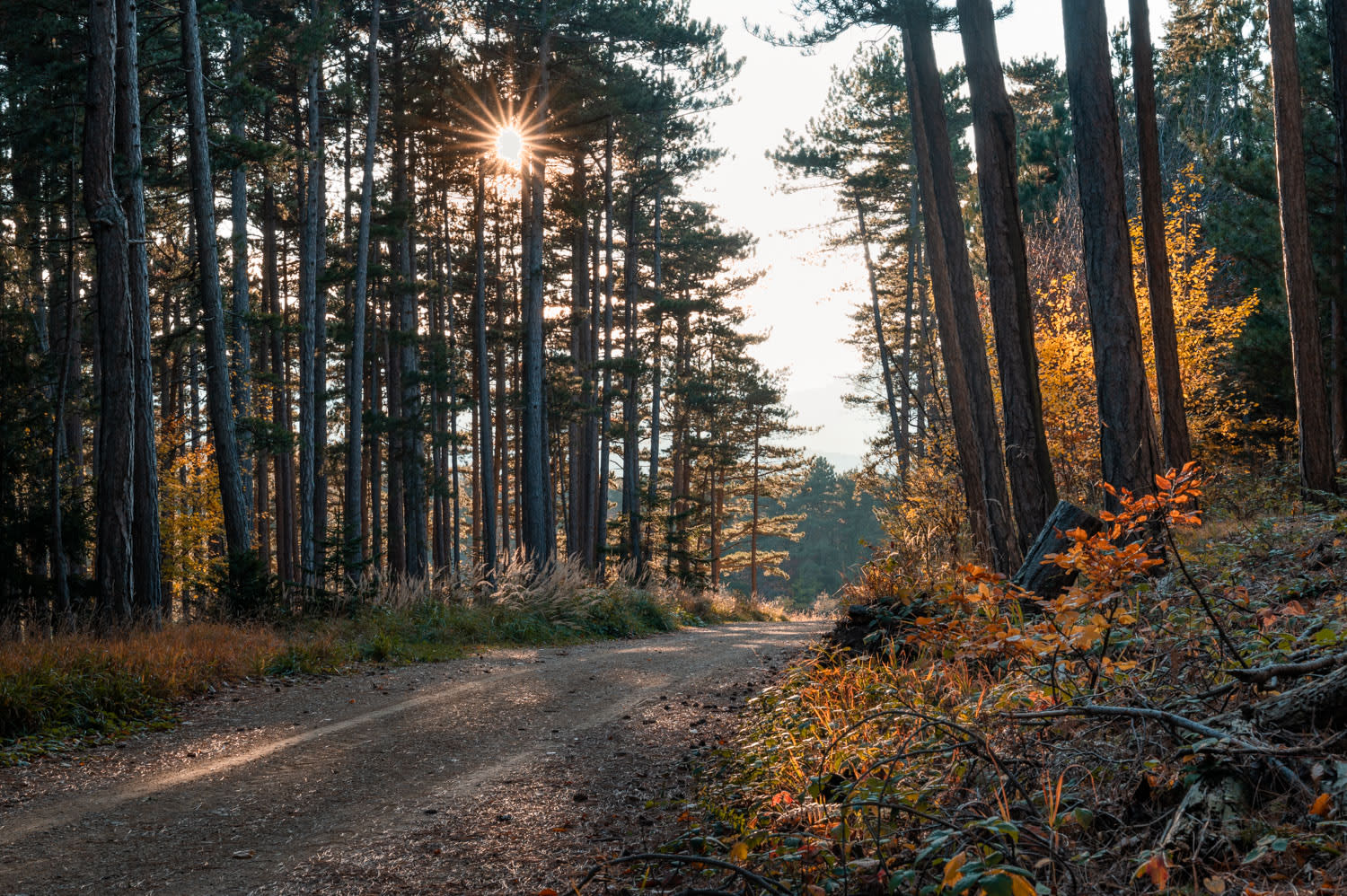 Rundwanderweg Zweier Wald im Herbst, Wald mit untergehender Sonne