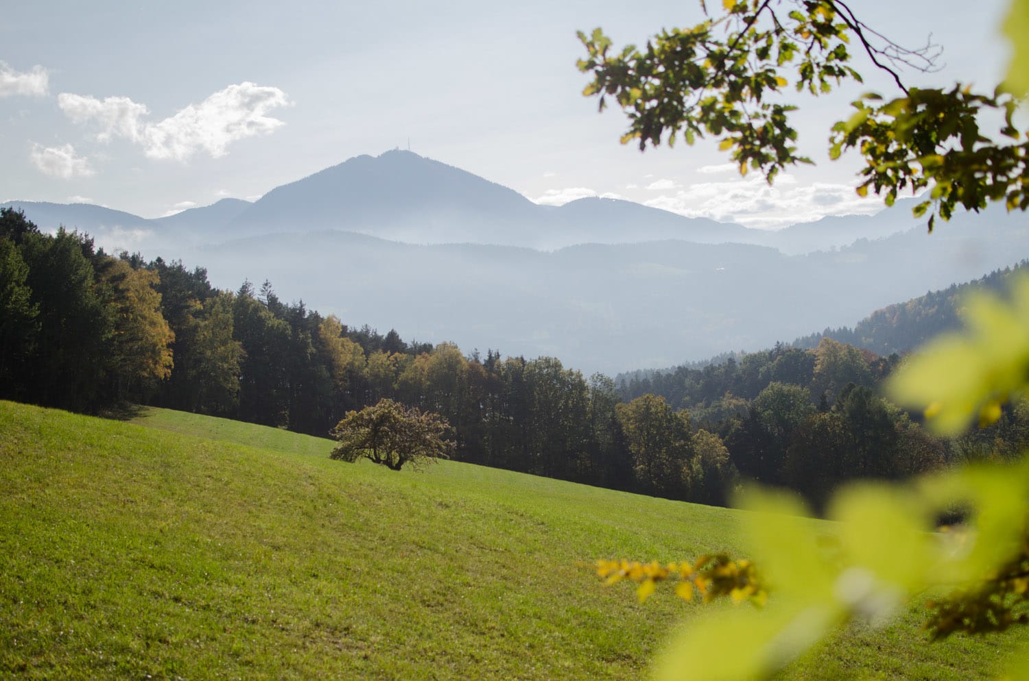 Aussicht vom Rundwanderweg bei Prigglitz, Auf der Wiese