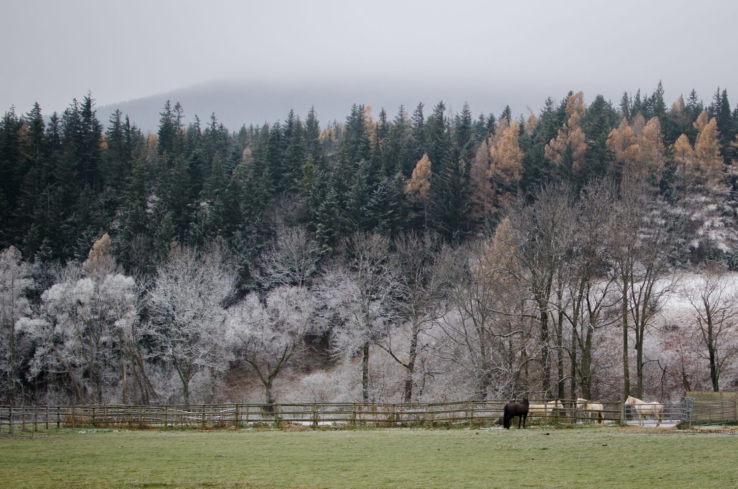 Frost in Puchberg am Schneeberg, Pferde vor Wald