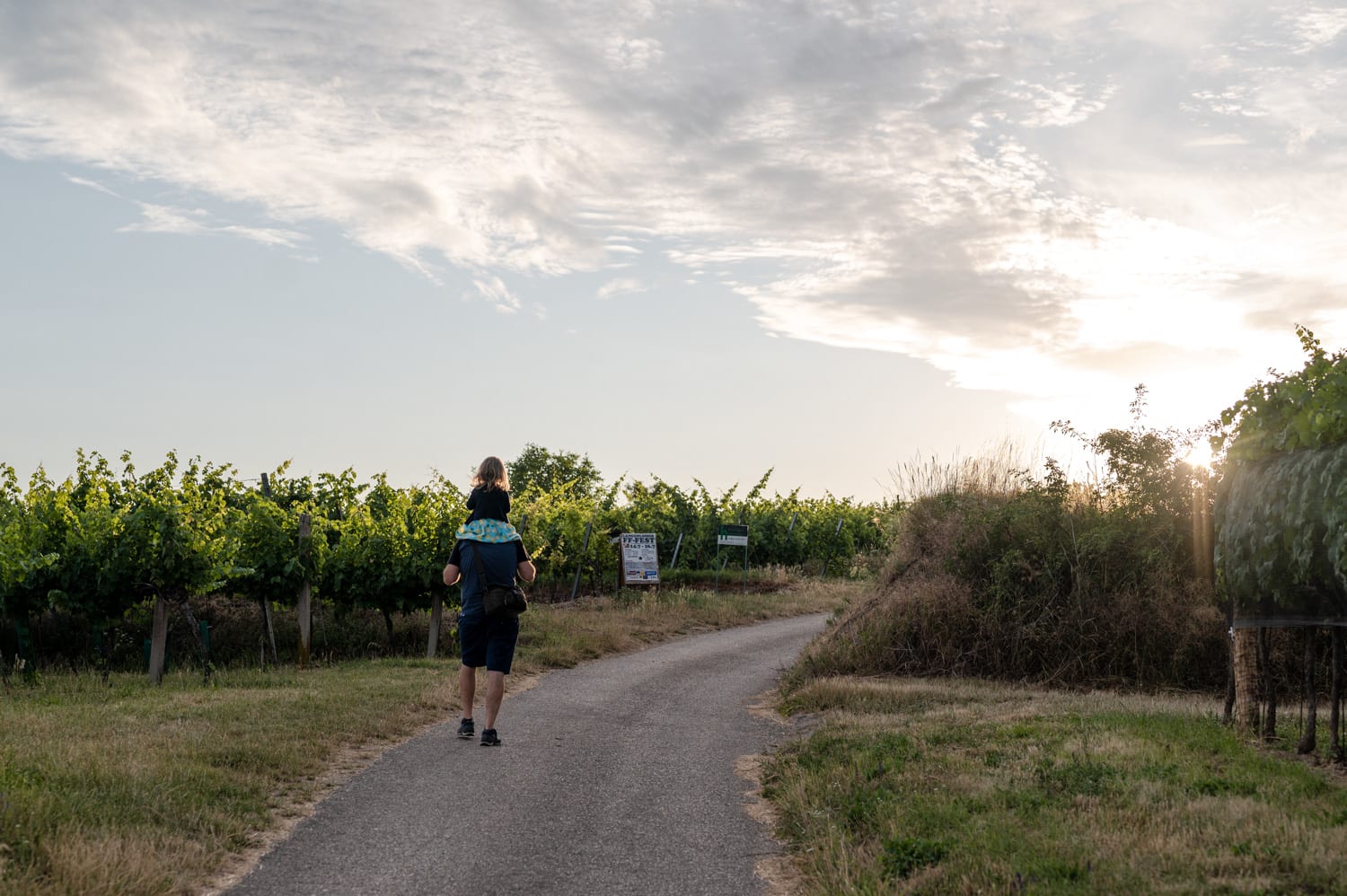 Mann mit Kind am Weinweg Langenlois