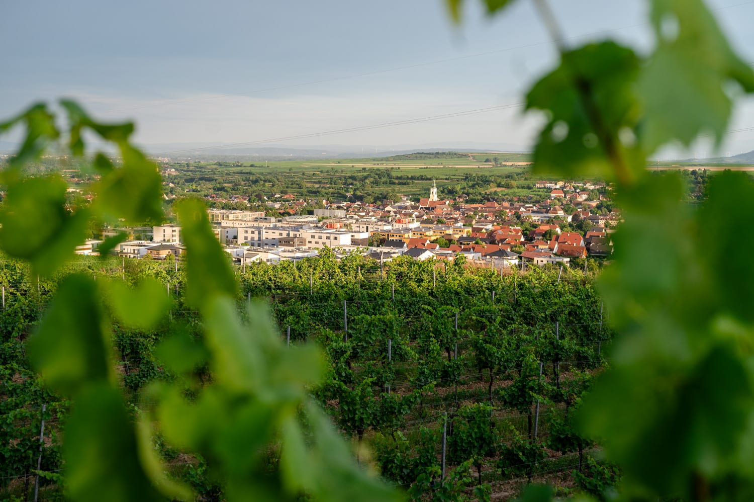 Aussicht auf Langenlois vom Weinweg bei der Rebschere