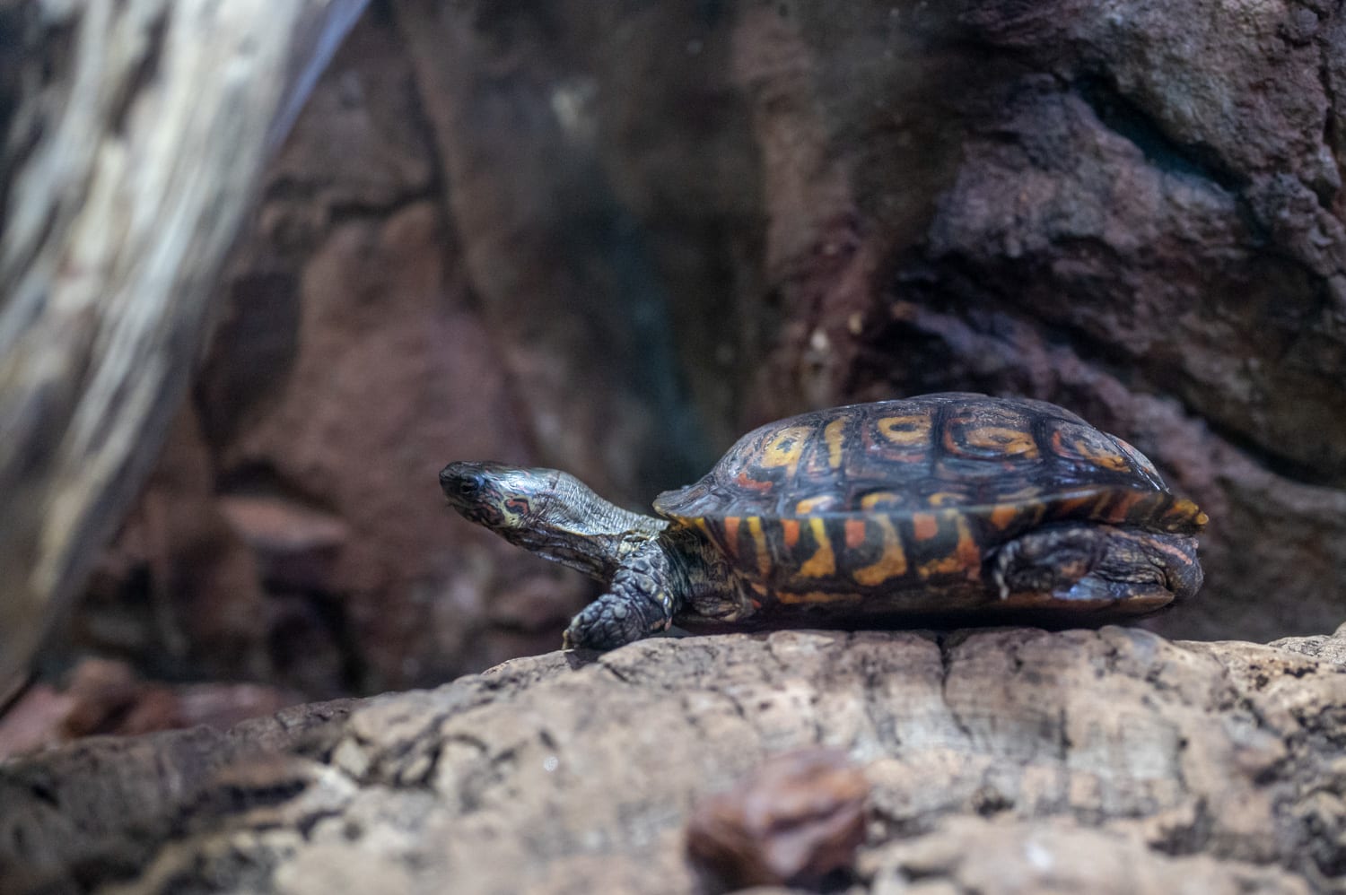 Schildkröte im Haus des Meeres