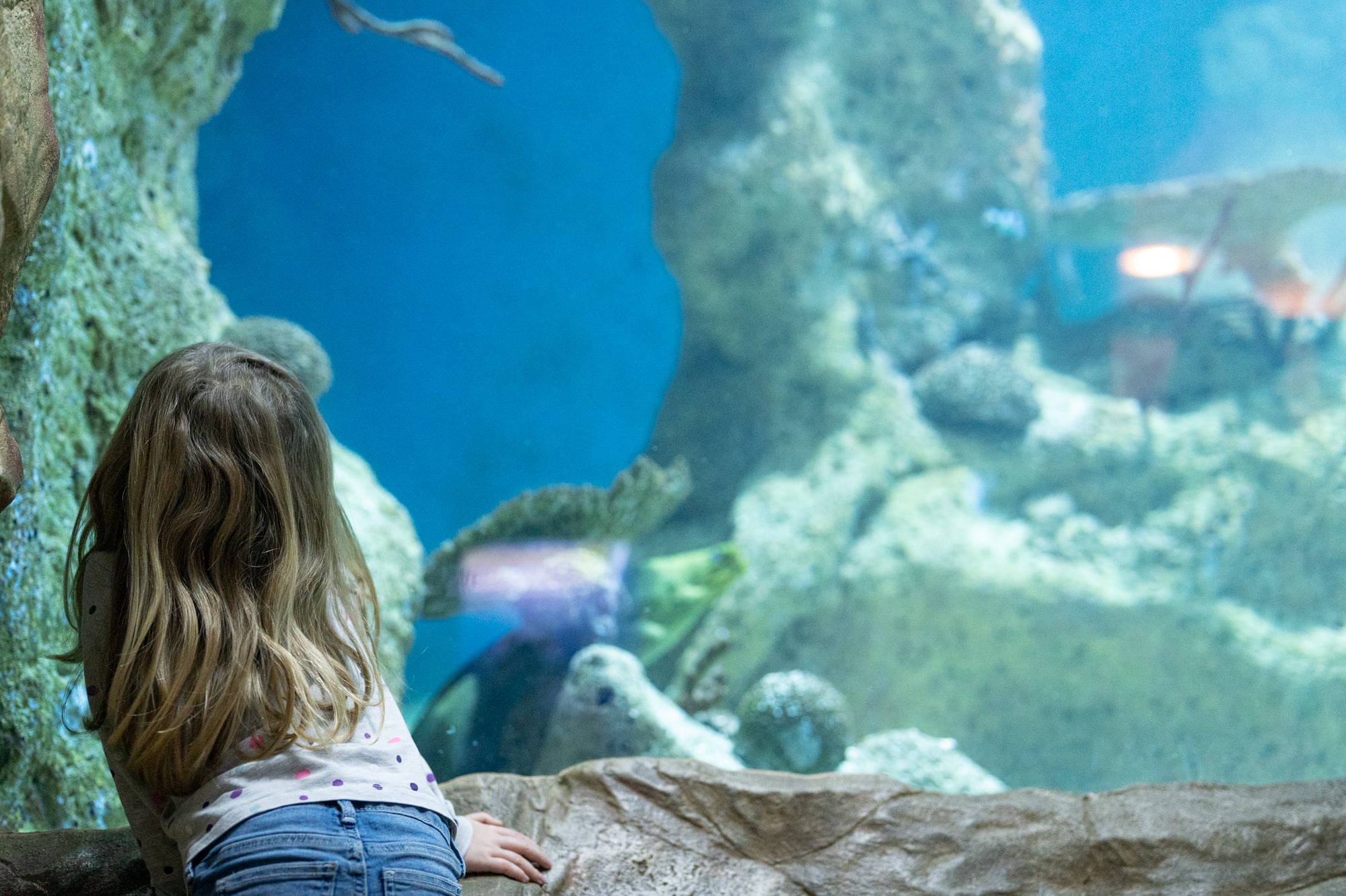 Kind im Haus des Meeres vor dem Aquarium